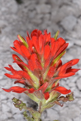 Castilleja applegatei viscida