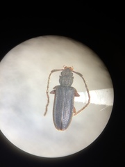 Uleiota debilis