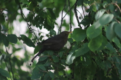 Turdus merula