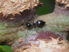 Crematogaster peringueyi