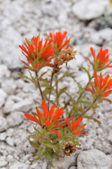 Castilleja applegatei viscida