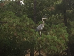 Ardea herodias