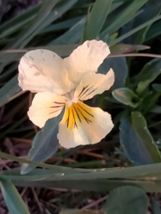 Viola lutea