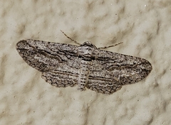 Iridopsis obliquaria