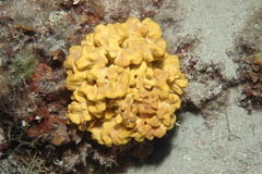 Axinella