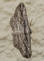 Iridopsis obliquaria