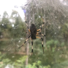 Nephilingis cruentata