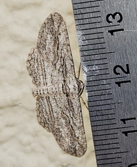 Iridopsis obliquaria