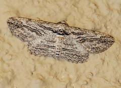 Iridopsis obliquaria