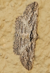 Iridopsis obliquaria
