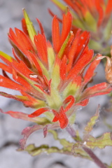 Castilleja applegatei viscida