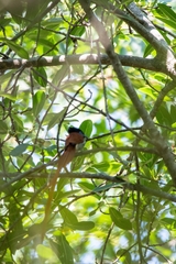 Terpsiphone viridis plumbeiceps