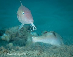 Parupeneus pleurostigma