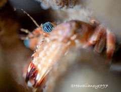 Goniosupradens hawaiensis
