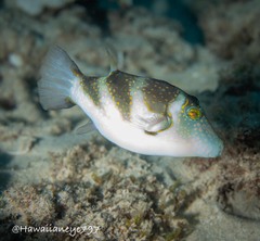 Canthigaster coronata