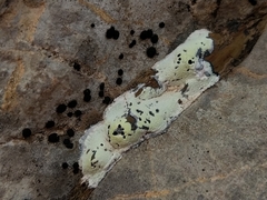 Rhizocarpon atroflavescens