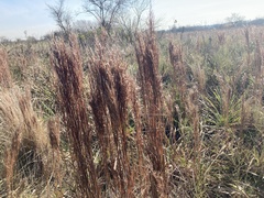 Schizachyrium microstachyum