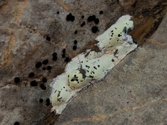 Rhizocarpon atroflavescens