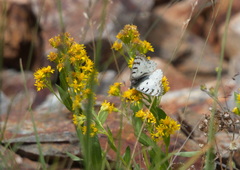 Parnassius behrii