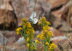 Parnassius behrii