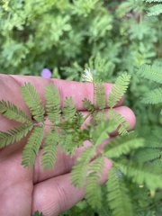 Desmanthus leptolobus