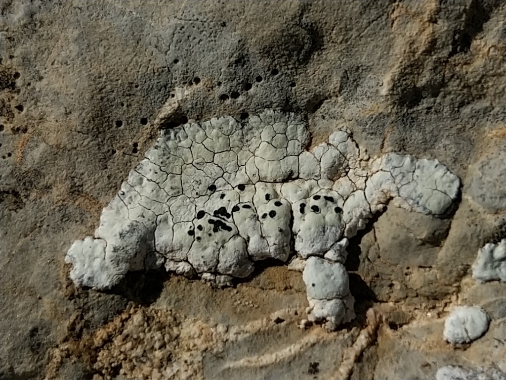 Rhizocarpon atroflavescens