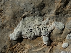 Rhizocarpon atroflavescens
