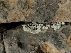 Rhizocarpon atroflavescens