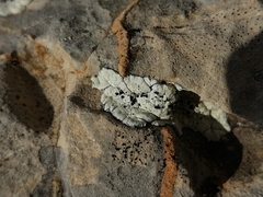 Rhizocarpon atroflavescens