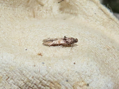 Stilbosis tesquella