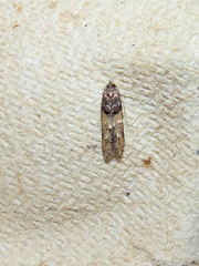 Stilbosis tesquella