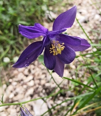 Aquilegia iulia