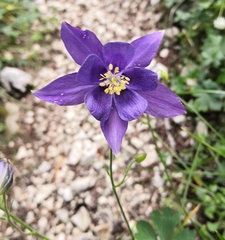 Aquilegia iulia