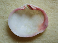 Semele rupicola