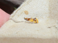 Epicallima argenticinctella