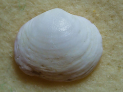 Semele rupicola