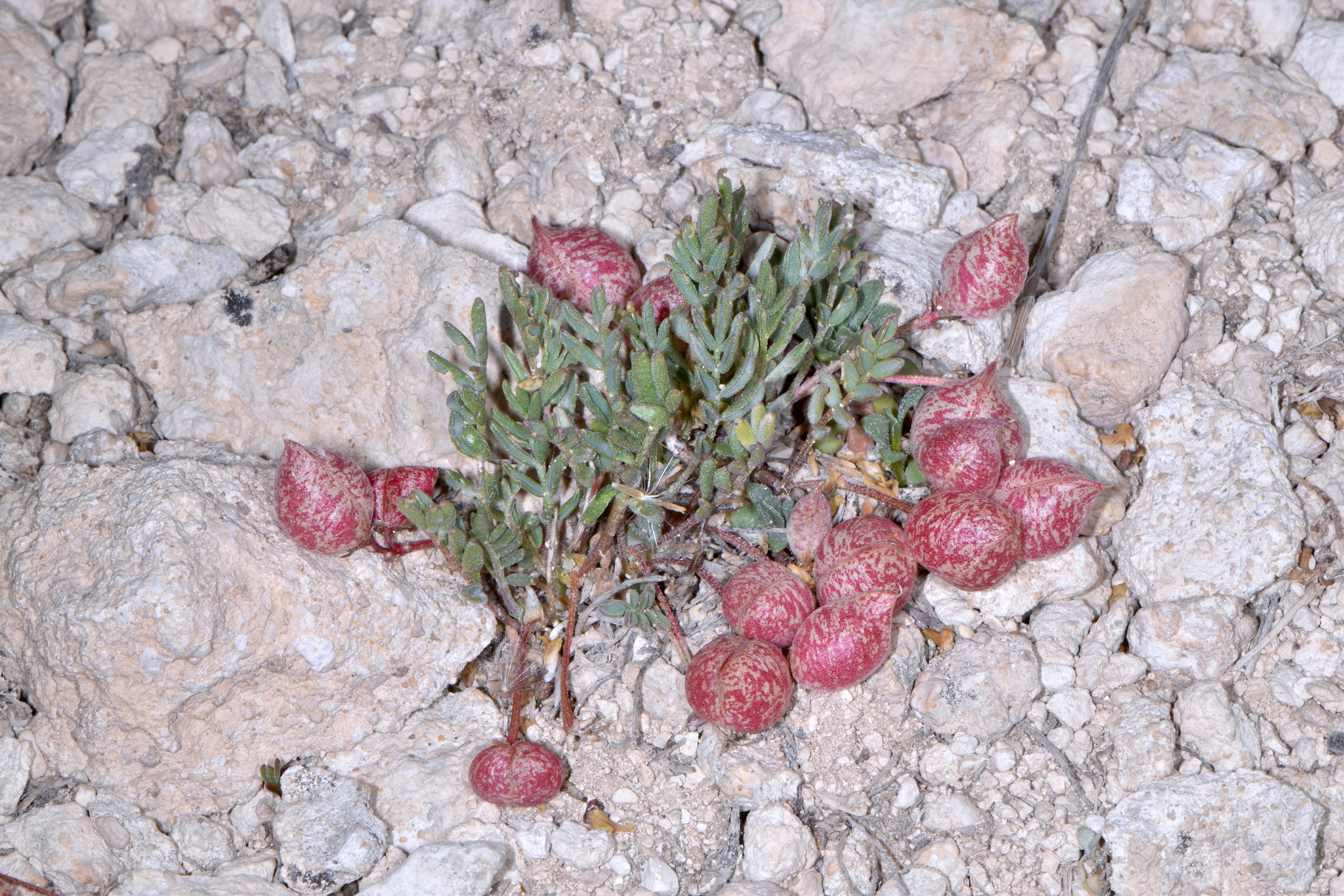 Astragalus montii