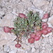 Astragalus limnocharis montii - Photo (c) Robert Johnson,  זכויות יוצרים חלקיות (CC BY-NC), הועלה על ידי Robert Johnson