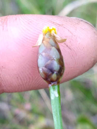 Image of Xyris scabrifolia by (c) Scott Ward, some rights reserved (CC BY)