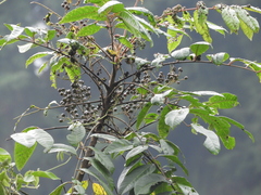 Toxicodendron striatum