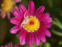 Thomisidae