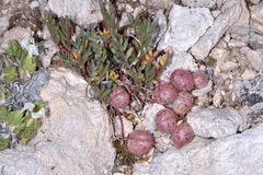 Astragalus limnocharis montii