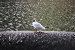 Chroicocephalus ridibundus