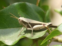 Acrididae