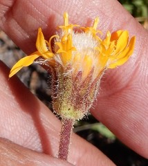 Raillardella scaposa