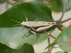 Acrididae