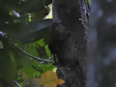 Xiphorhynchus guttatus