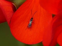 Ichneumonoidea