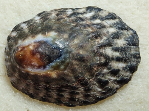 Owl Limpet
