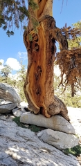 Pinus balfouriana